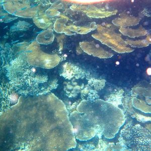 Underwater stones